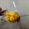 图片 Bath Squeeze Ducks and Pigs Toy for Baby,  BSDPT